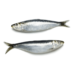 SARDINE SMALL